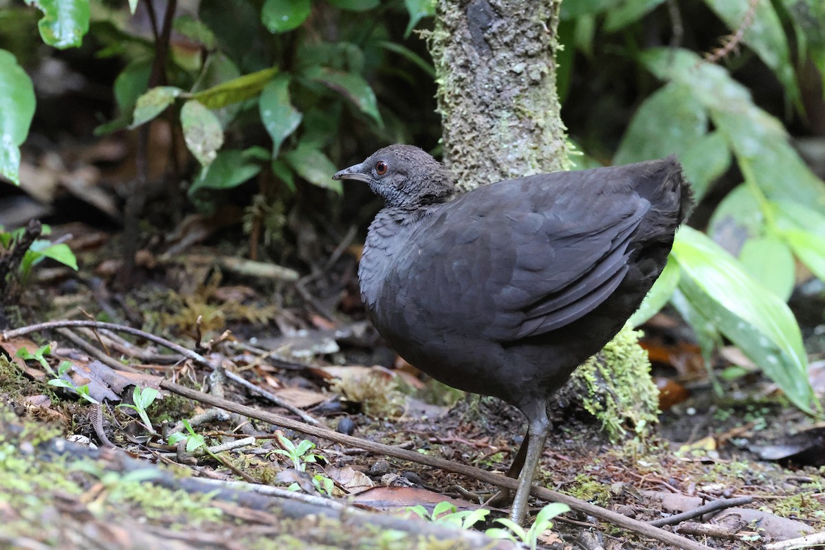 Cinereous Tinamou - ML644318899