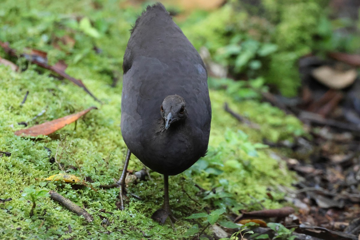 Cinereous Tinamou - ML644318900