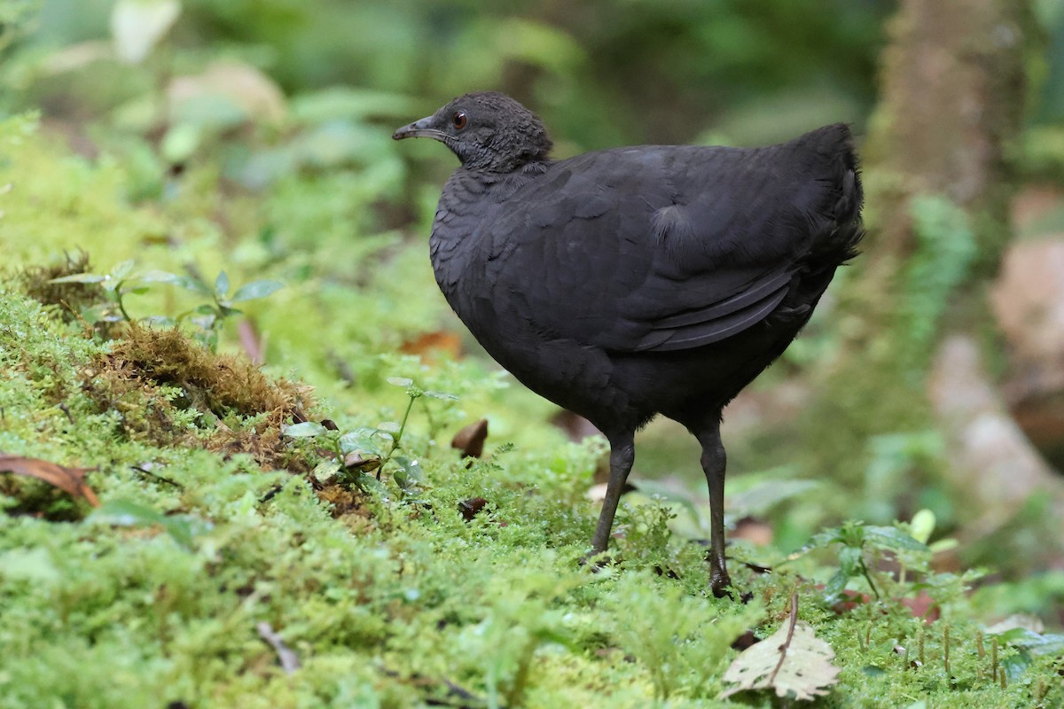 Cinereous Tinamou - ML644318901