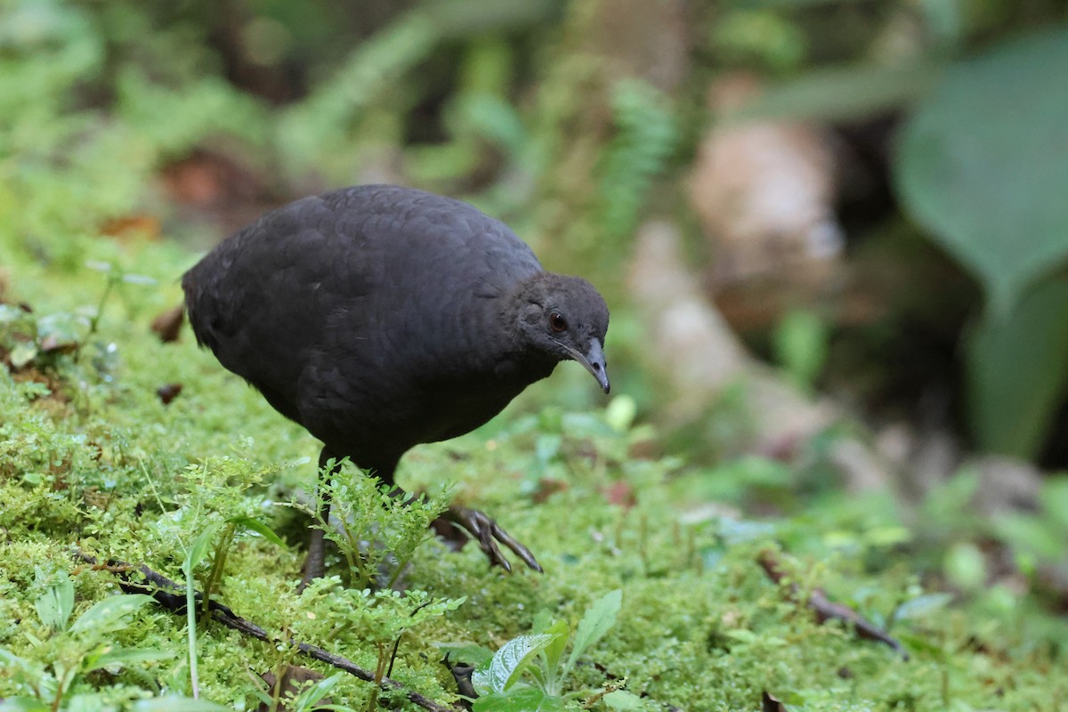 Cinereous Tinamou - ML644318902
