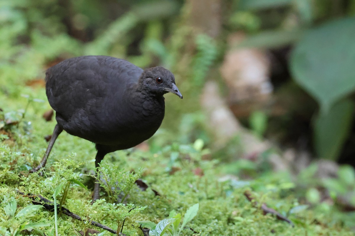 Cinereous Tinamou - ML644318903
