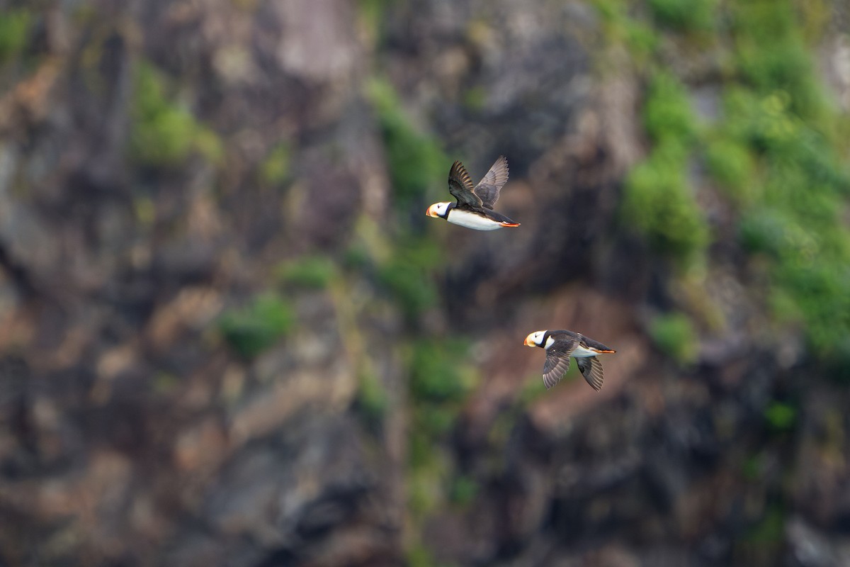 Іпатка тихоокеанська - ML644318910