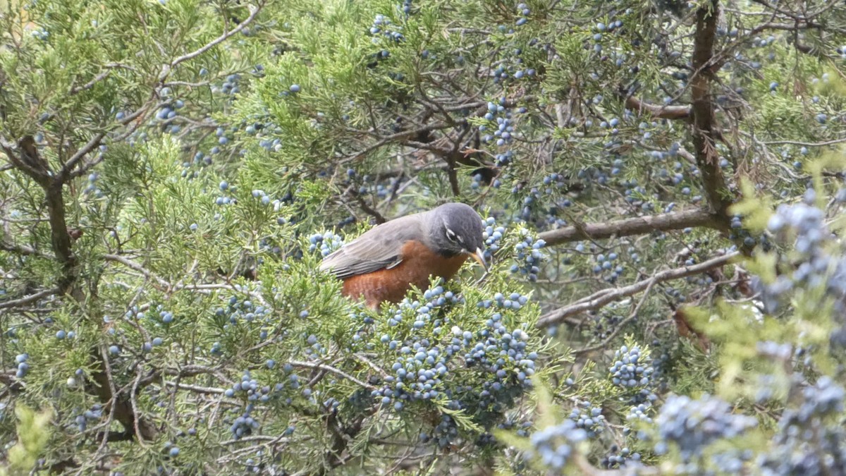 Wanderdrossel - ML644318916