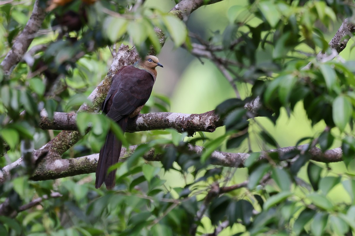 スルターンオナガバト - ML644318917