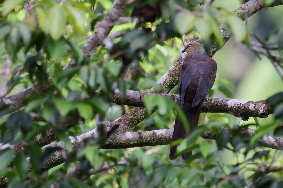 スルターンオナガバト - ML644318918