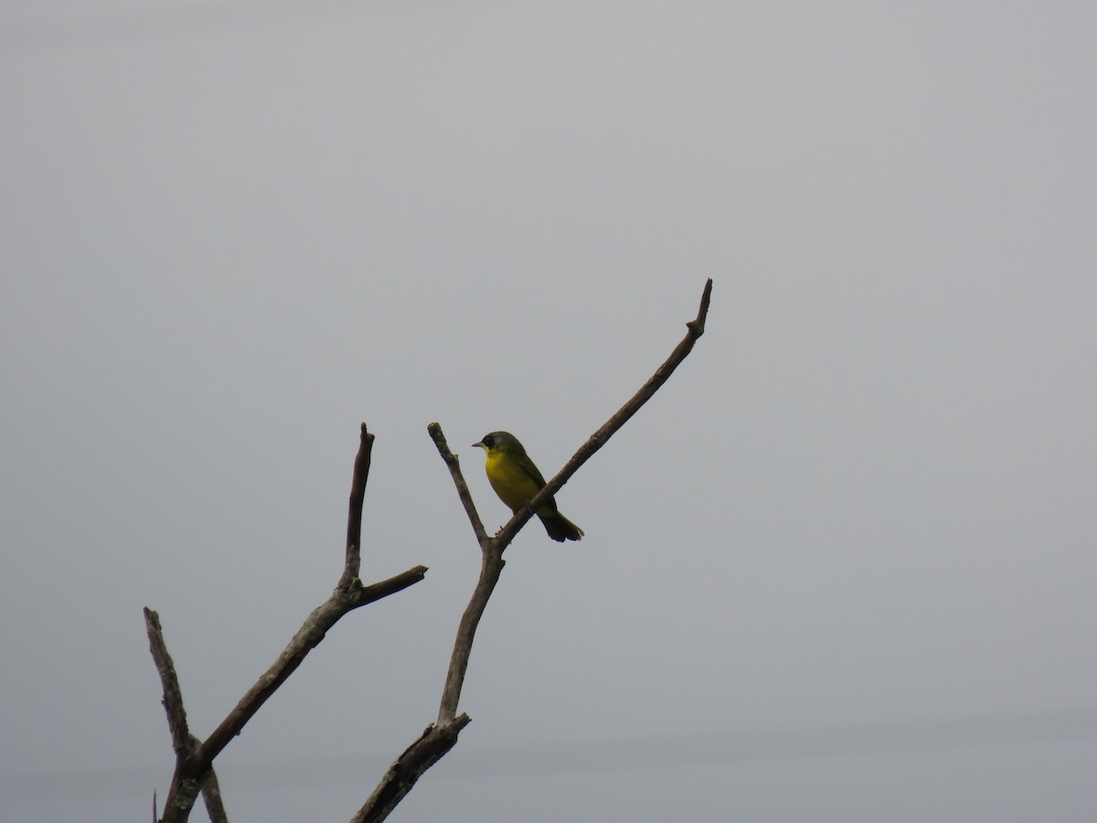 Southern Yellowthroat - ML644318919