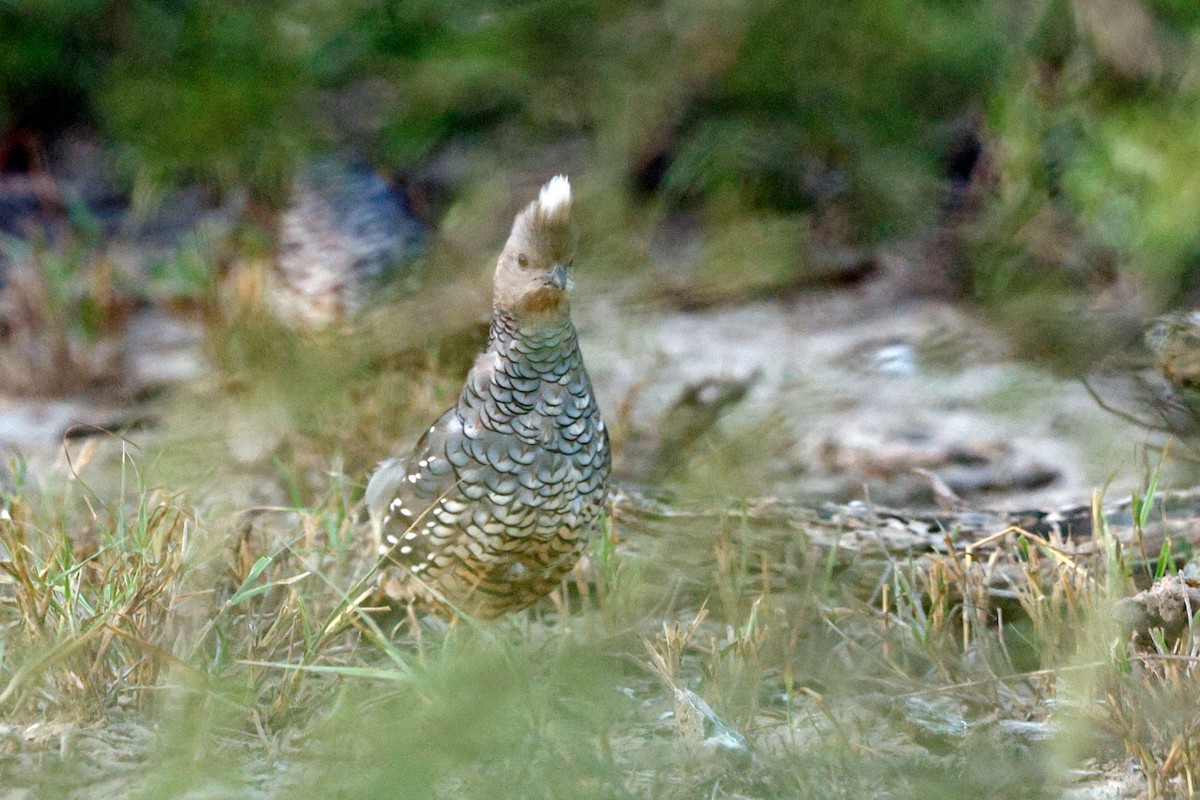 Scaled Quail - ML644318930