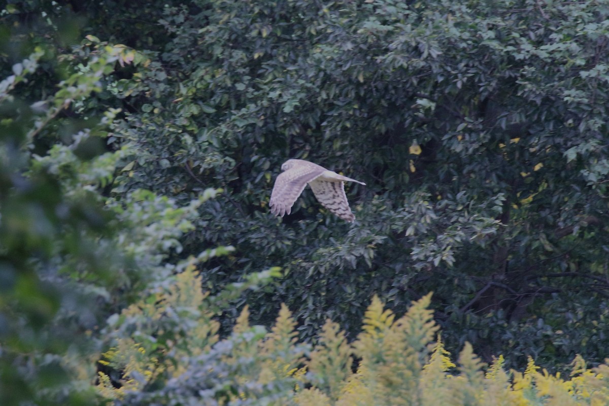 ハイイロチュウヒ - ML644318932