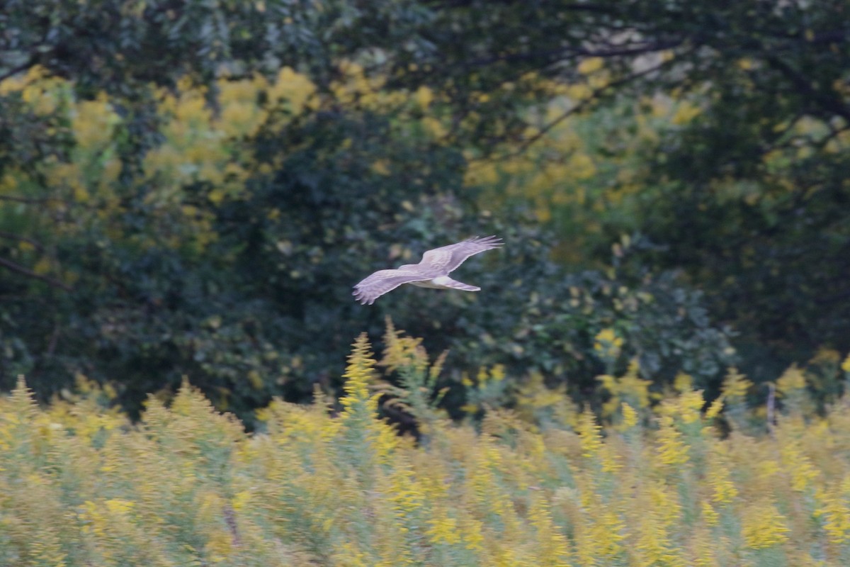 ハイイロチュウヒ - ML644318933