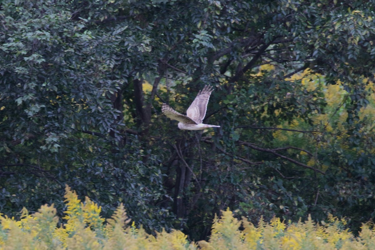 ハイイロチュウヒ - ML644318934