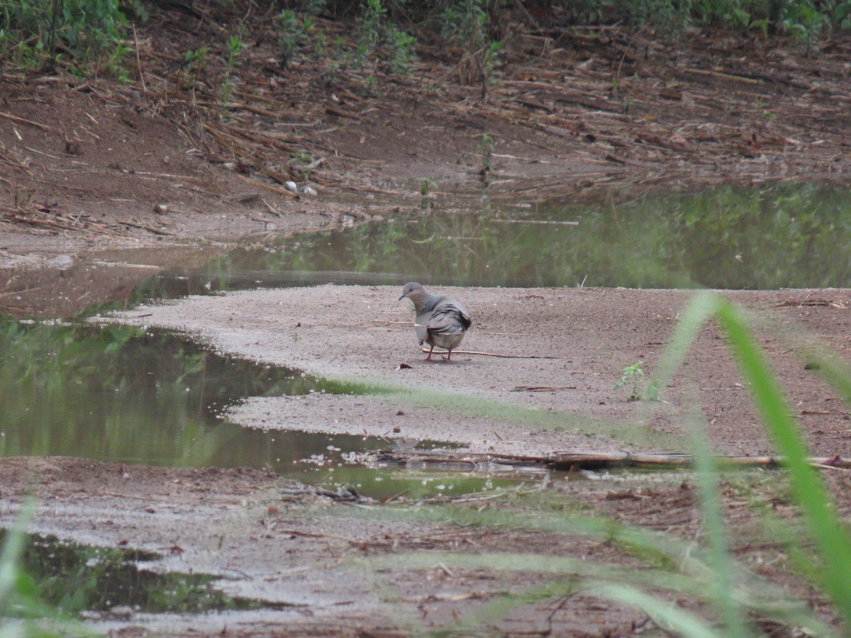 White-tipped Dove - ML644318945