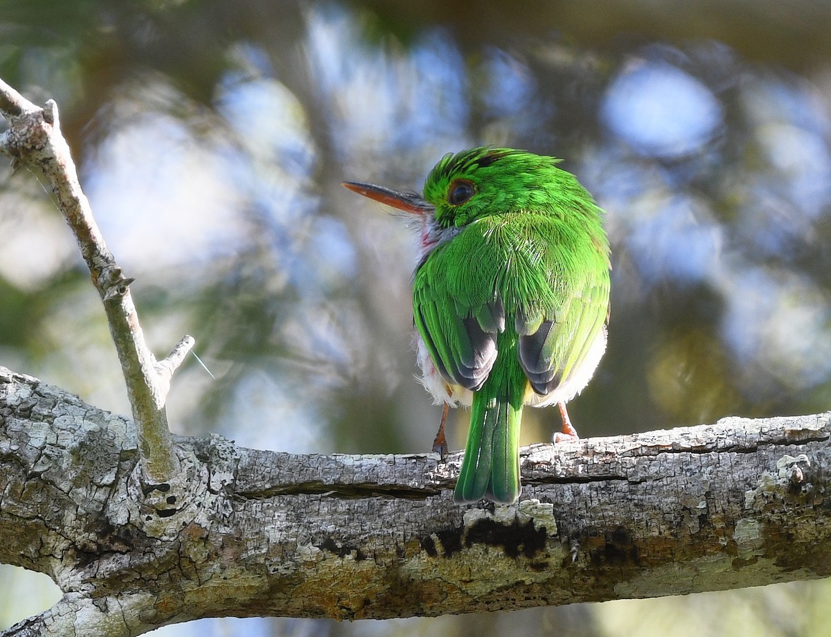 Ширококлювый тоди - ML644318956