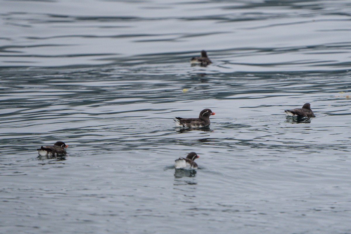 Parakeet Auklet - ML644318969