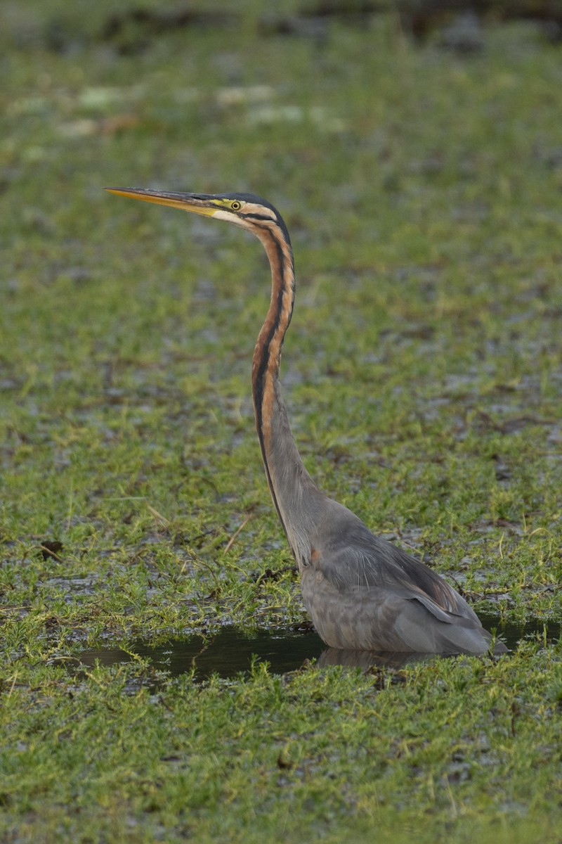 Рыжая цапля - ML644318972