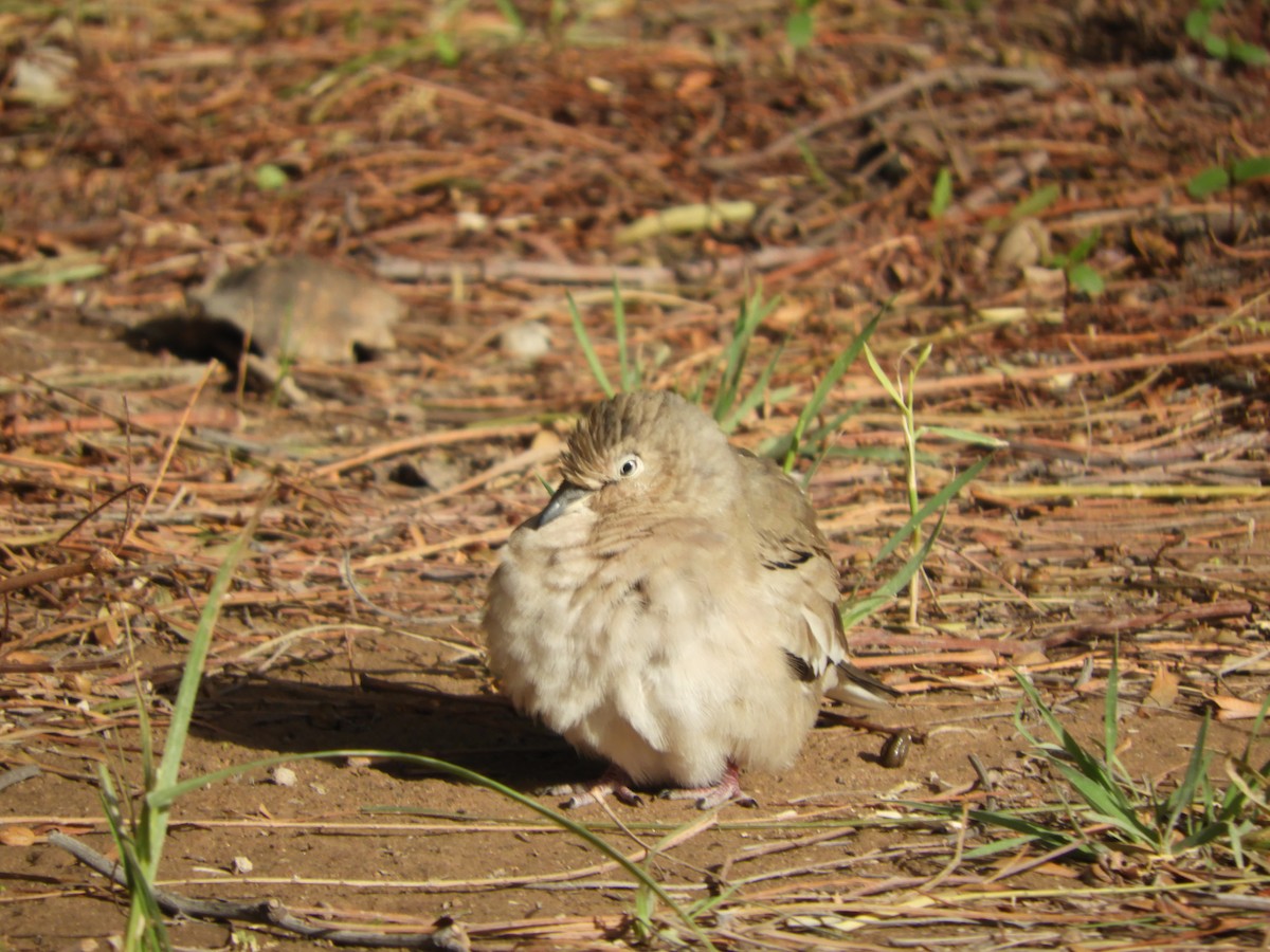 Picuitäubchen - ML644318982