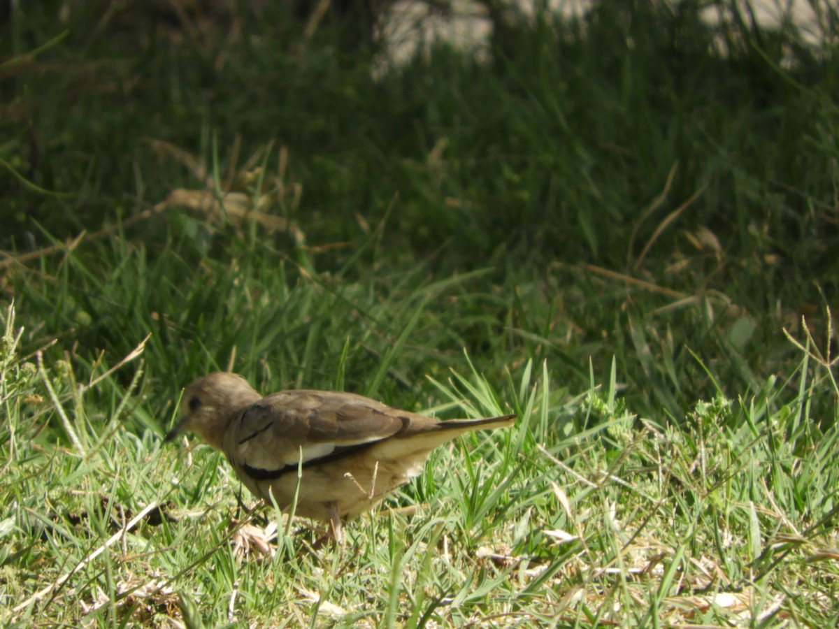 Picuitäubchen - ML644318983