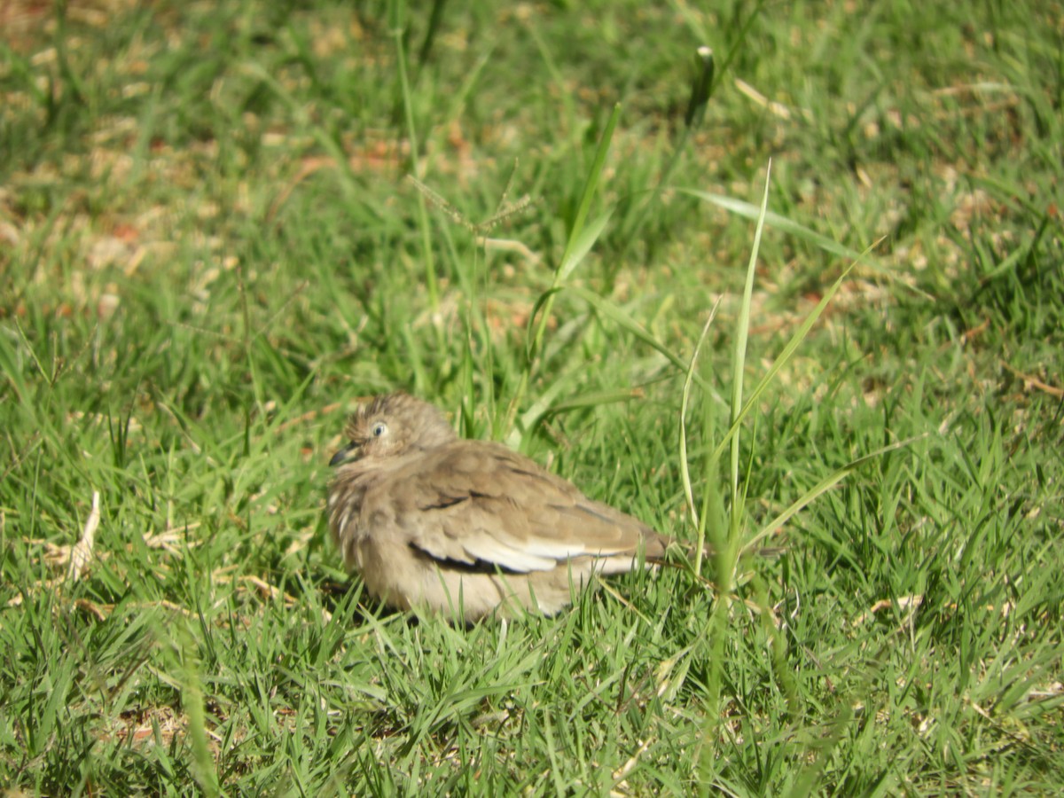 Picuitäubchen - ML644318984