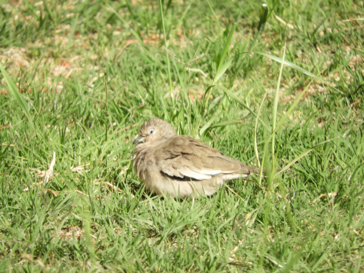 Picuitäubchen - ML644318985