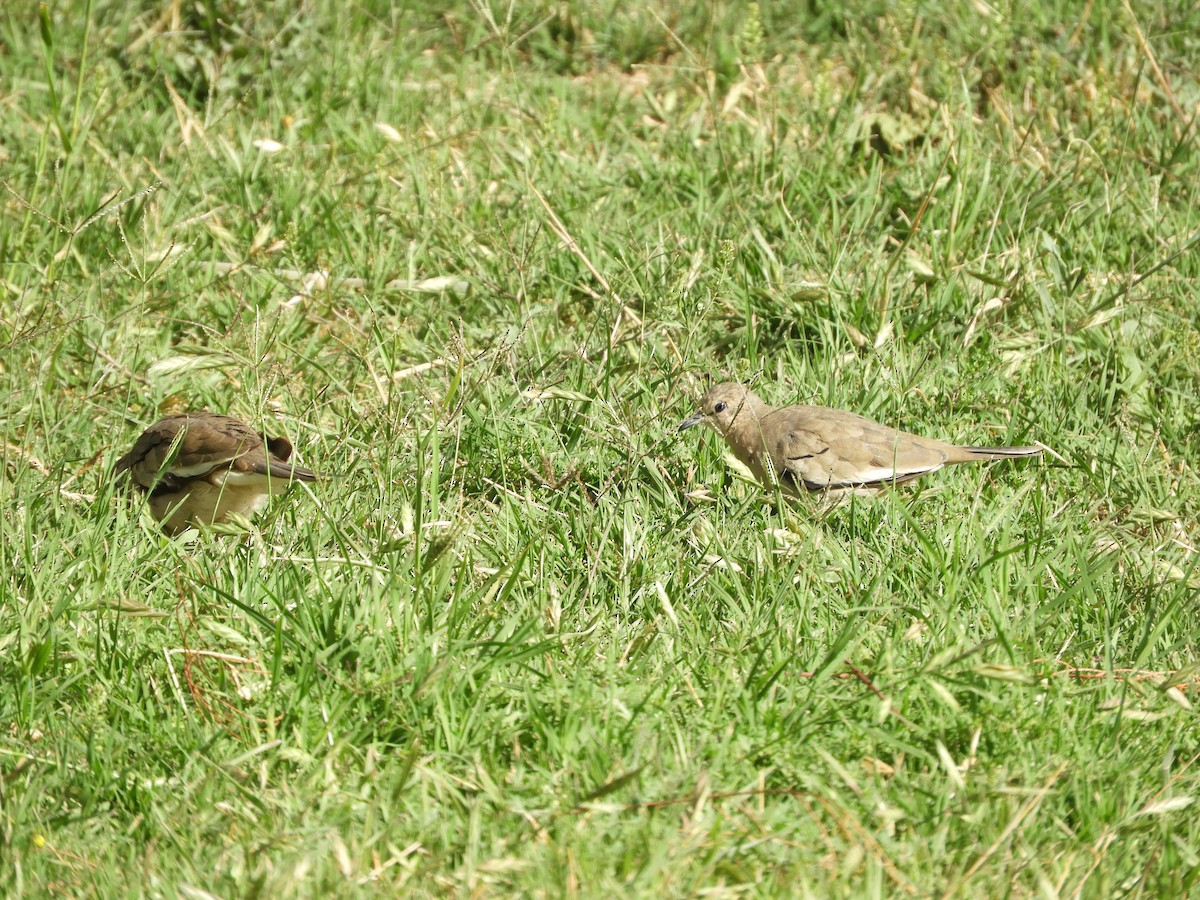 Picuitäubchen - ML644318986