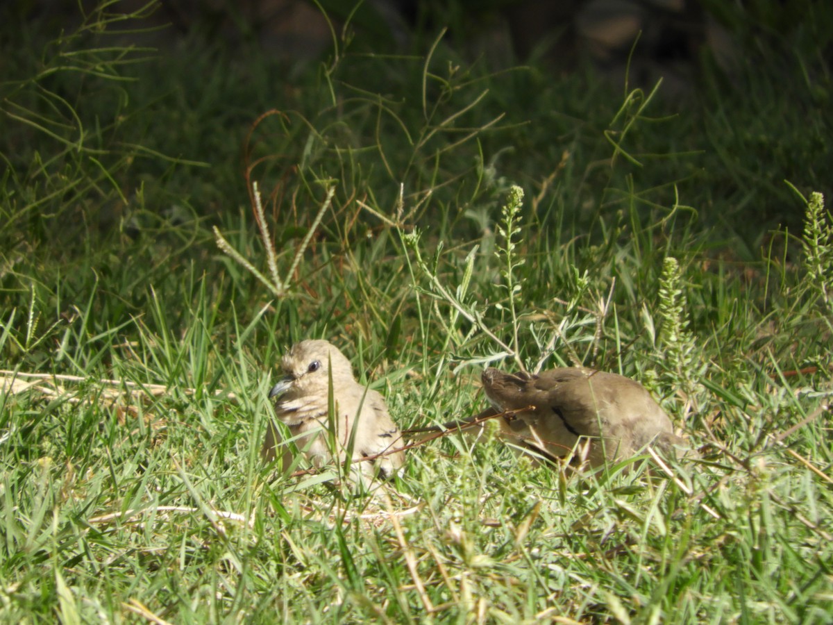 Picuitäubchen - ML644318987