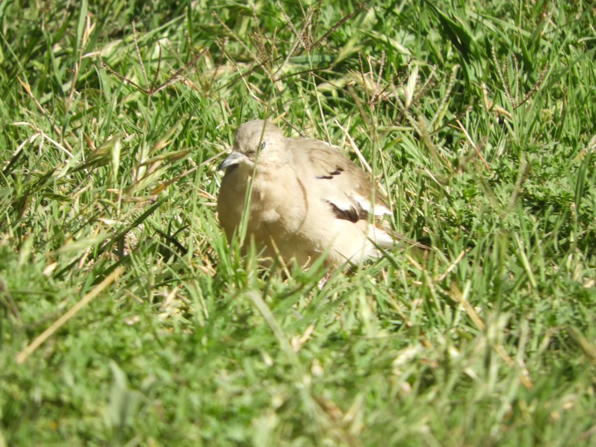 Picuitäubchen - ML644318988