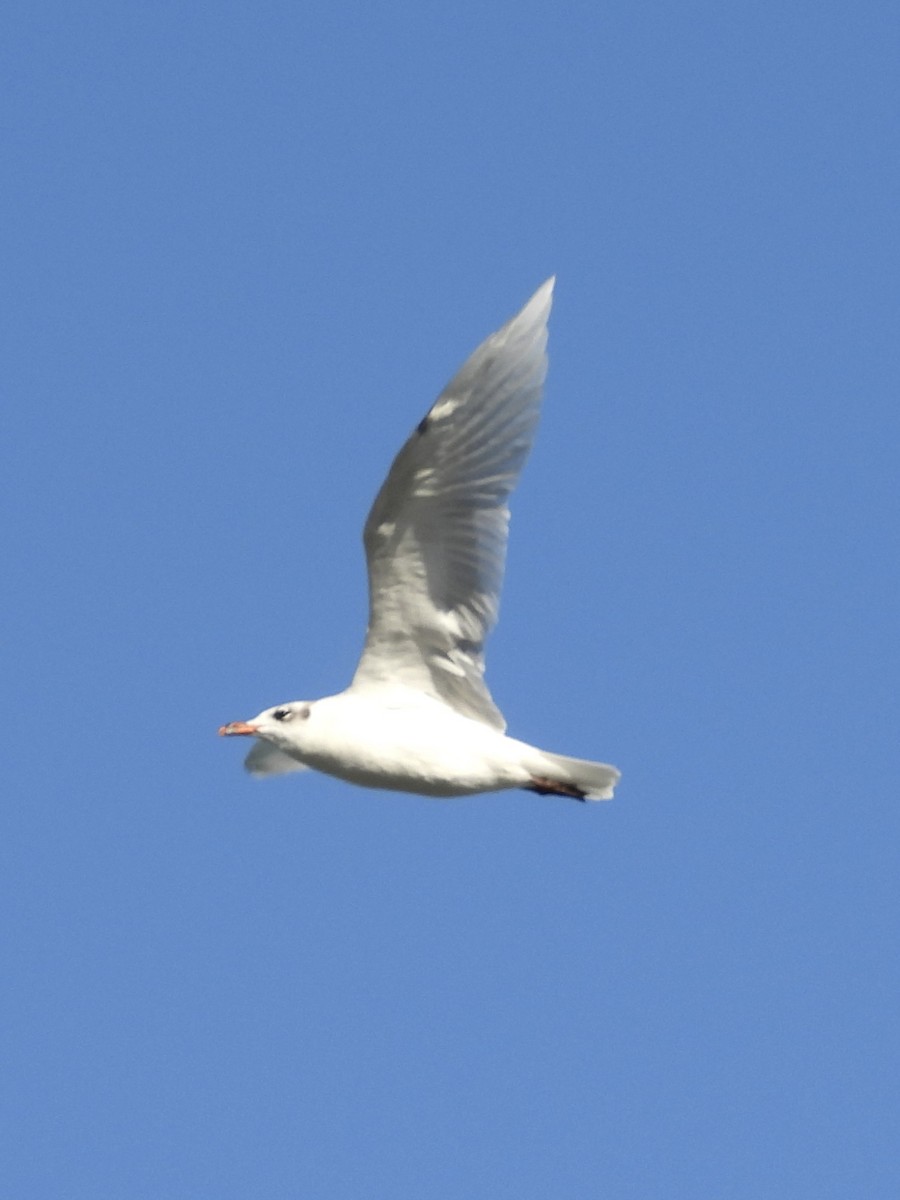 Mediterranean Gull - ML644319025