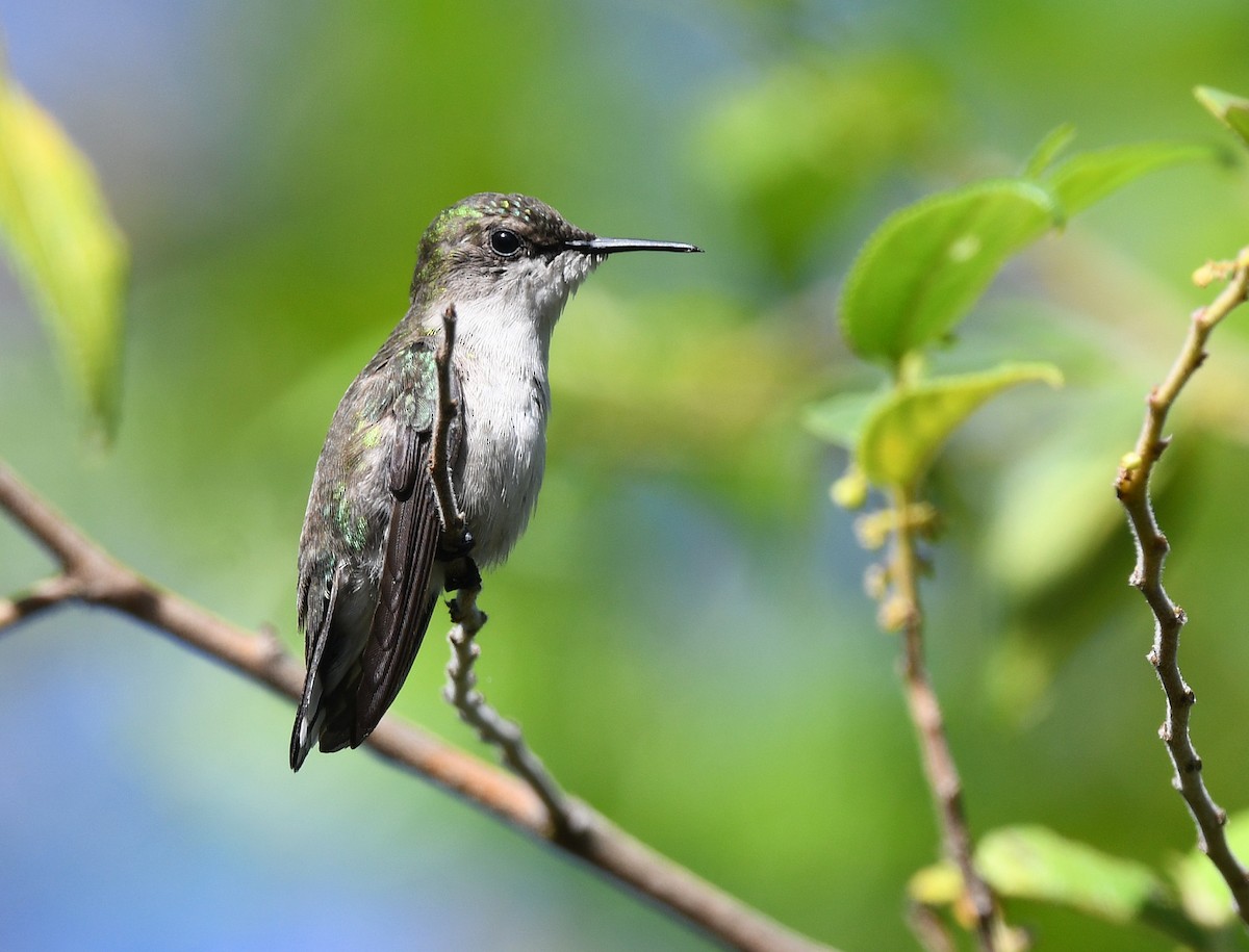 Colibrí Zumbadorcito - ML644319057