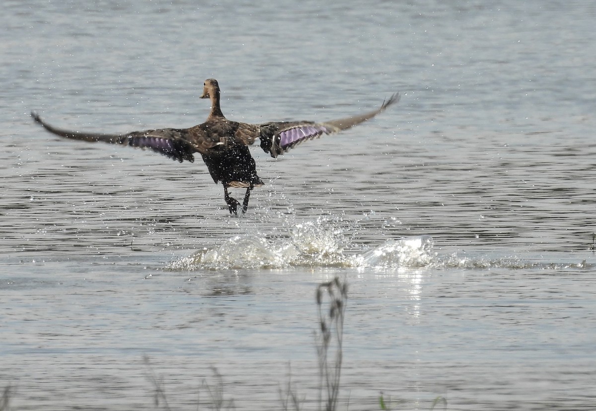 Mexican Duck - ML644319058