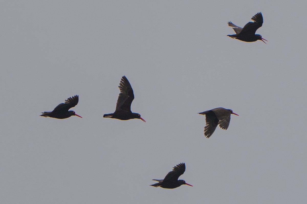 Black Oystercatcher - ML644319088