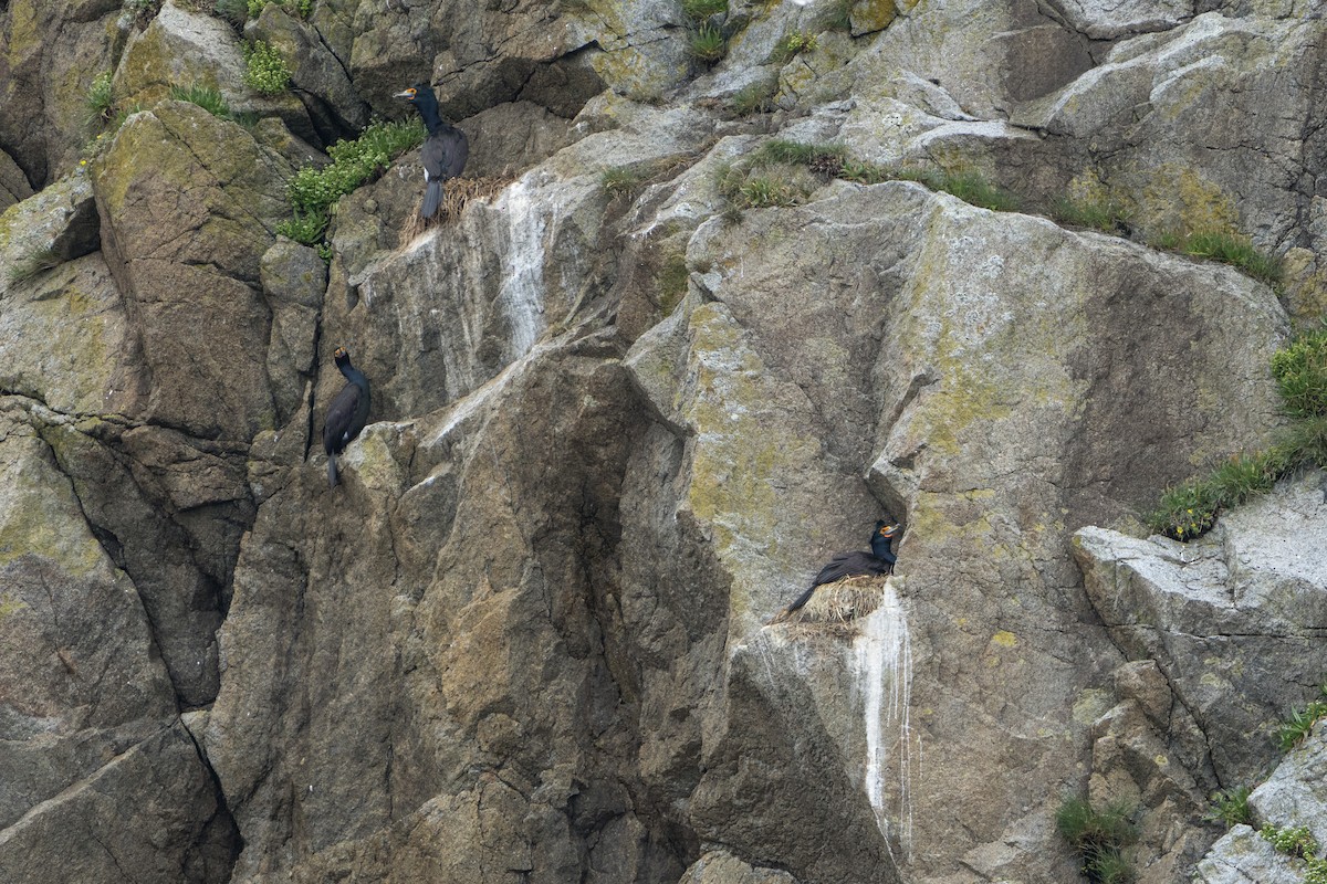 Rotgesichtscharbe - ML644319099