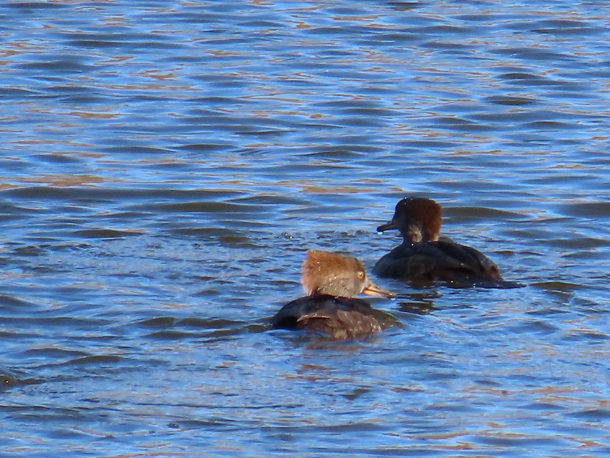 Hooded Merganser - ML644319108