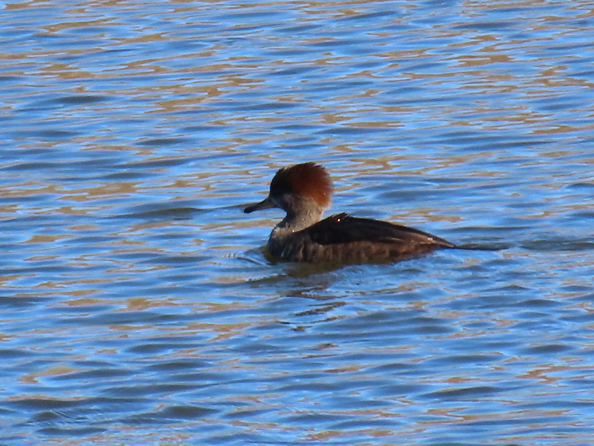 Hooded Merganser - ML644319109