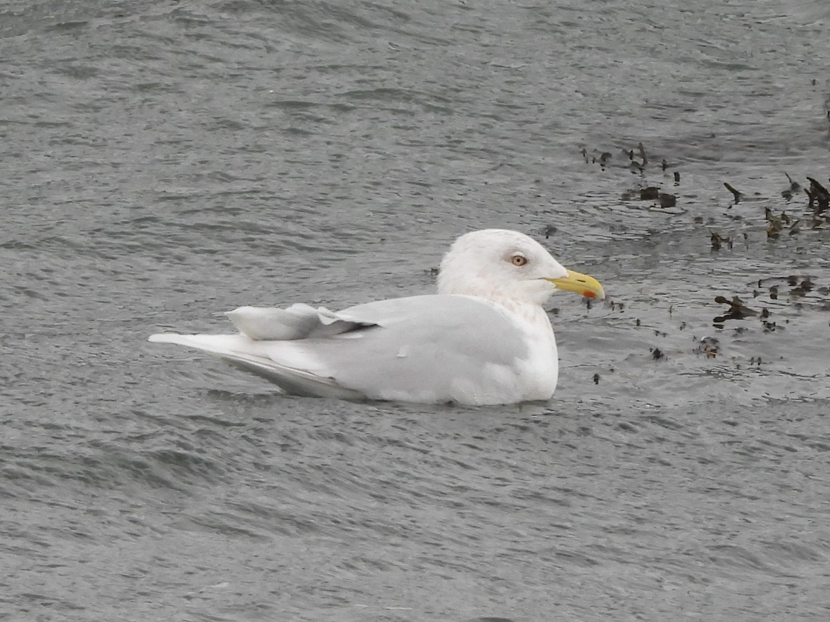 Бургомистр - ML644319110