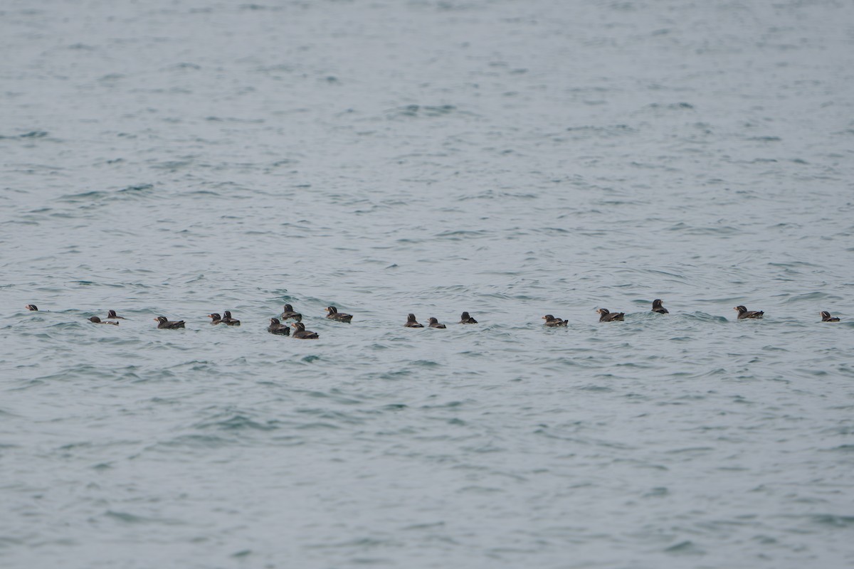 Bibitxo adarduna - ML644319111