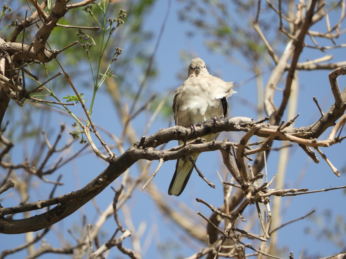 Picuitäubchen - ML644319117