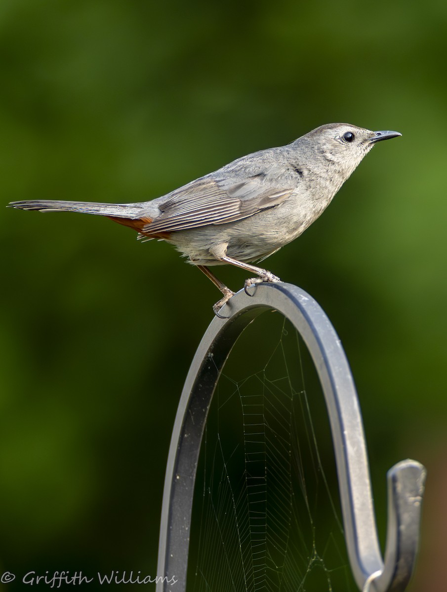 Gray Catbird - ML644319120