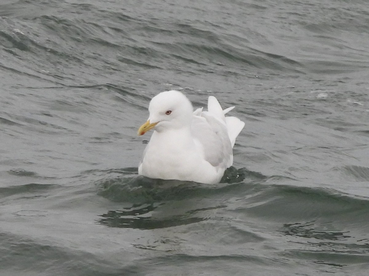 Kaio hegalzuria - ML644319127