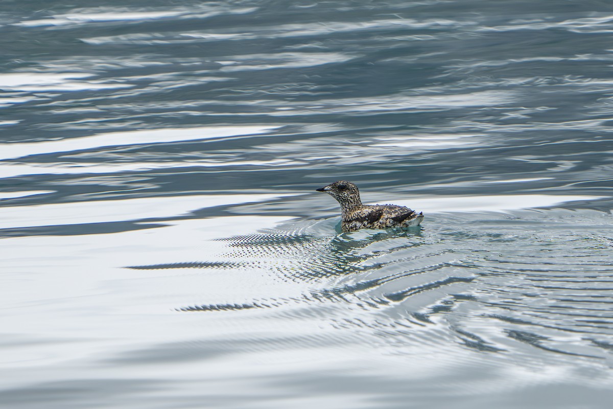 Пижик короткодзьобий - ML644319147