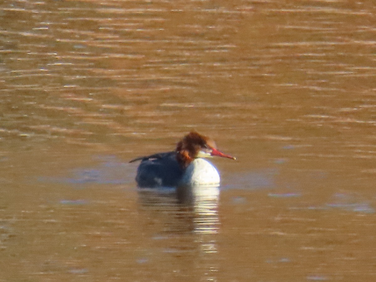Common Merganser - ML644319151