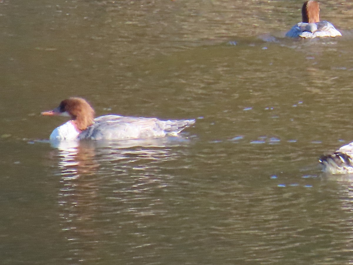 Common Merganser - ML644319152