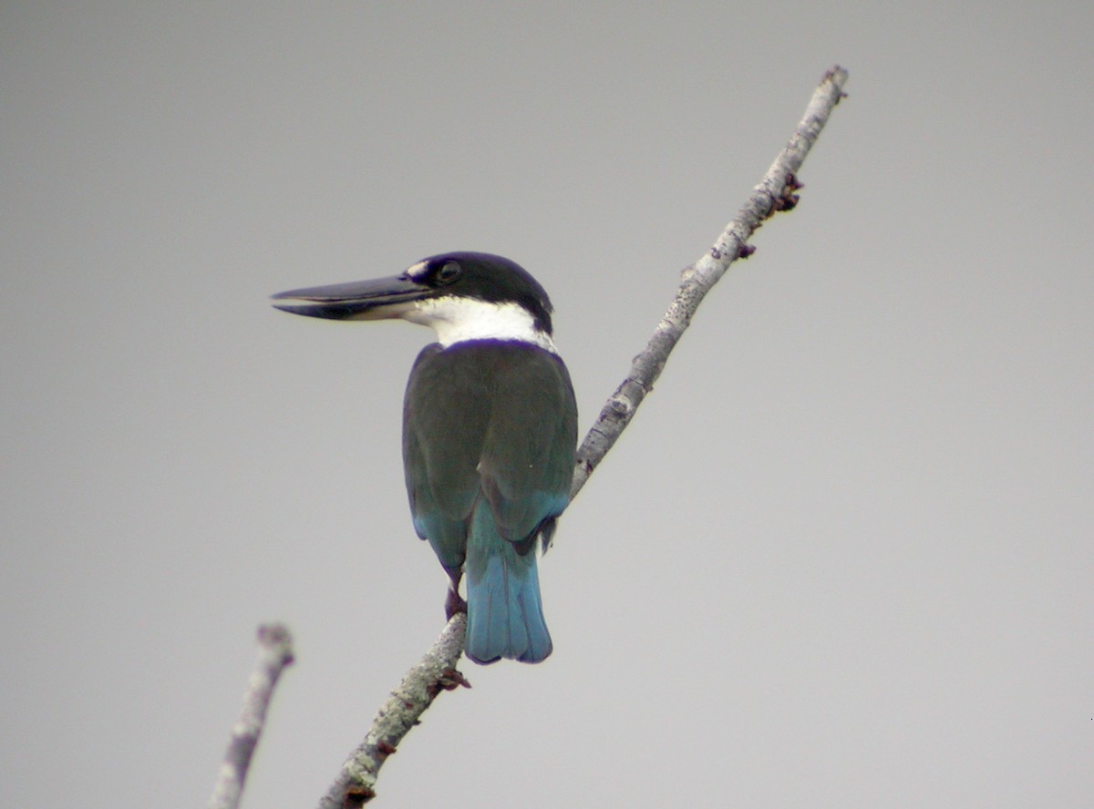 Torresian Kingfisher - ML644319157