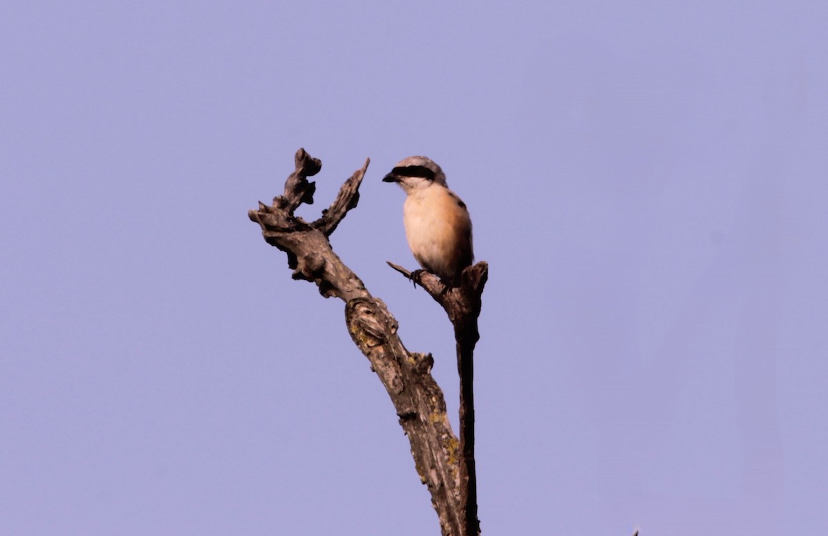 Alcaudón Schach - ML644319158