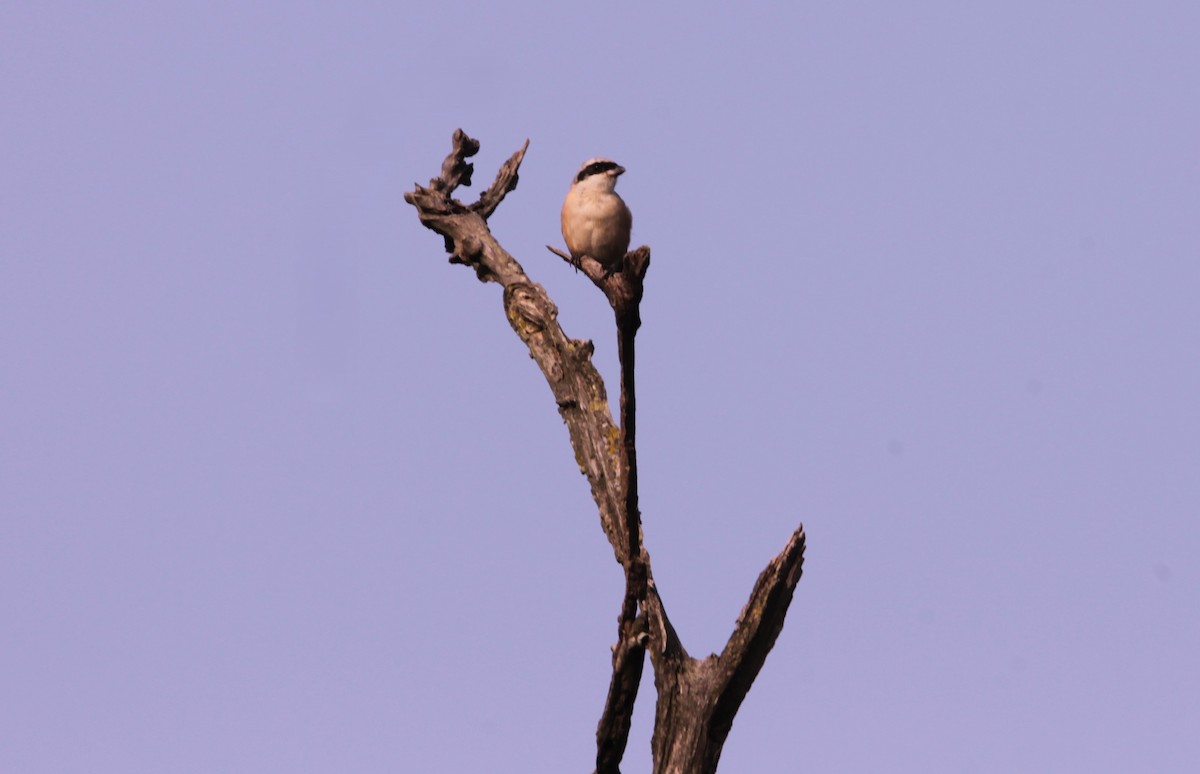 Alcaudón Schach - ML644319159