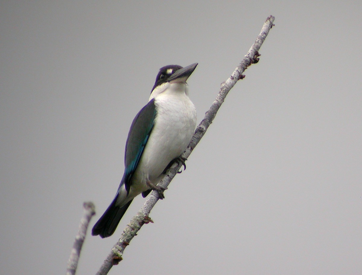 Torresian Kingfisher - ML644319160