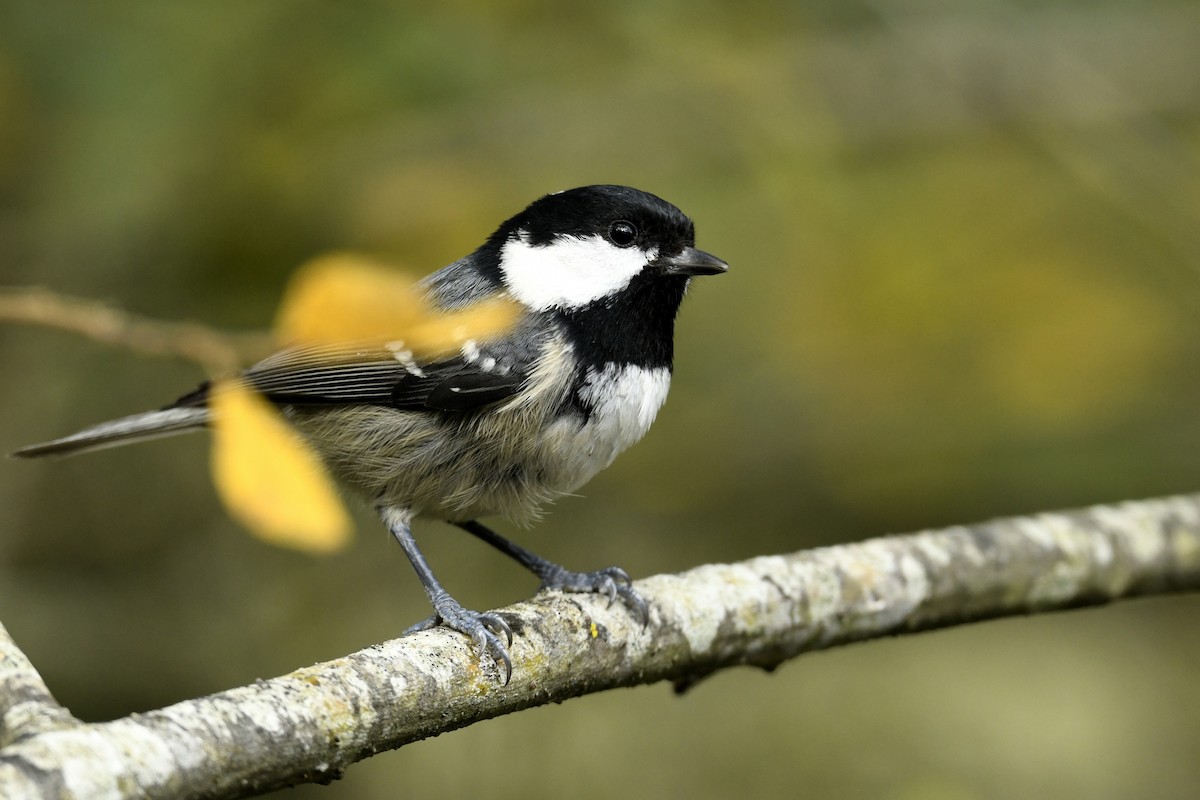 ヒガラ - ML644319179