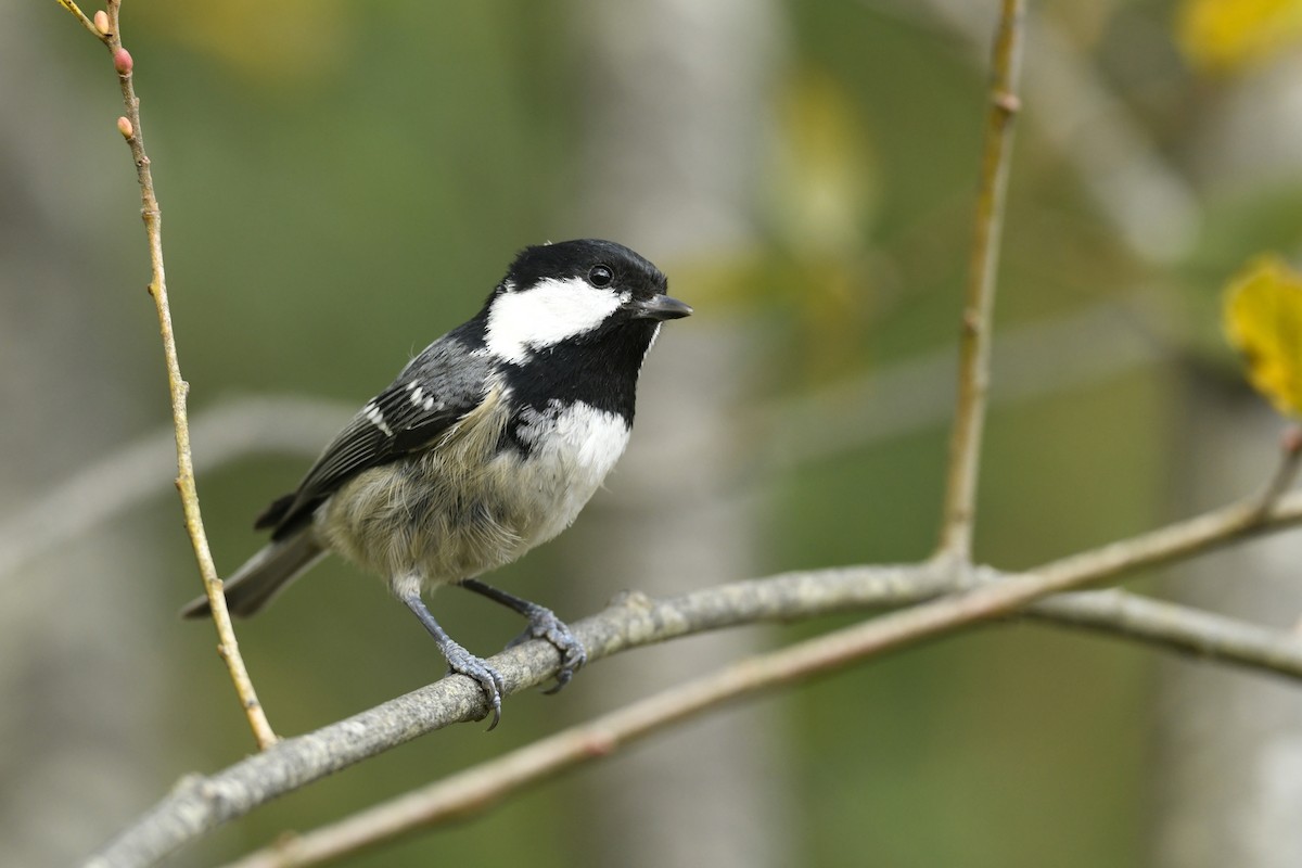 ヒガラ - ML644319180