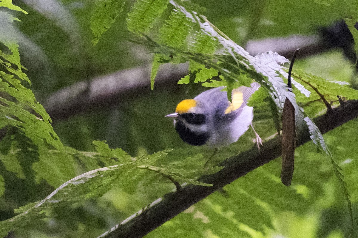 Golden-winged Warbler - ML644319182