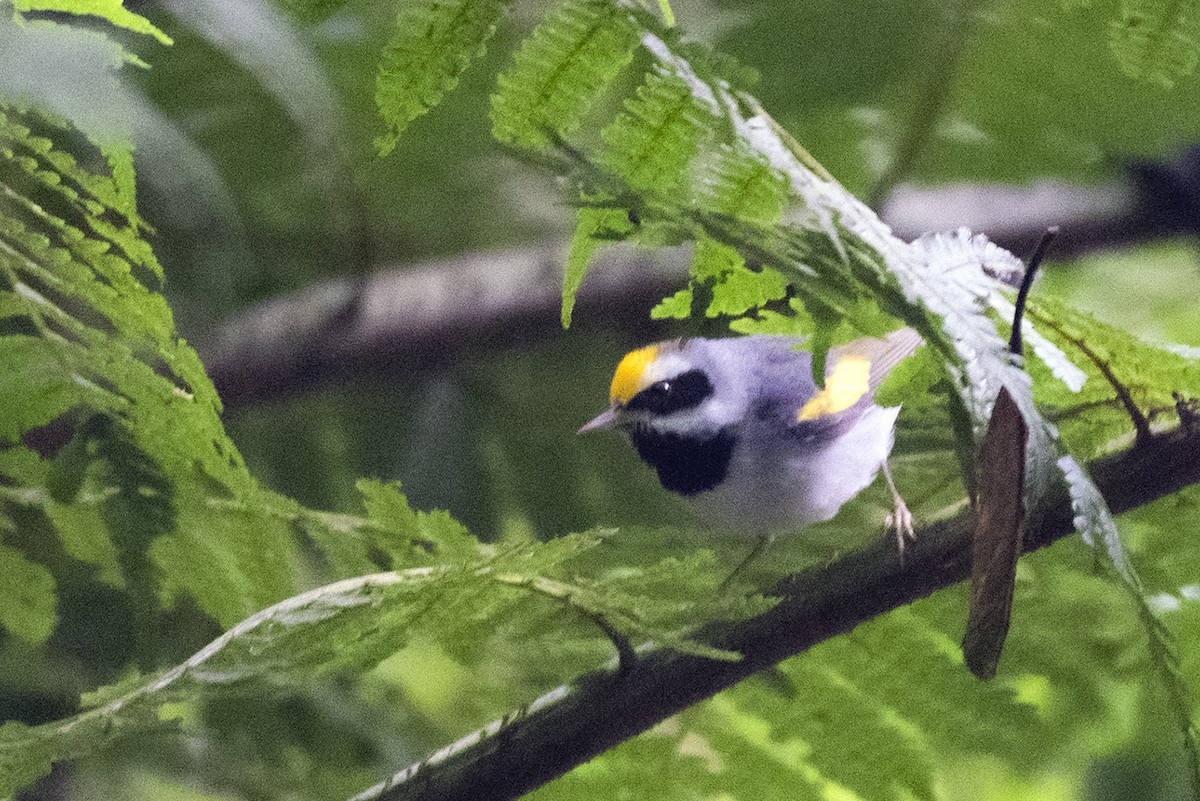 Golden-winged Warbler - ML644319183