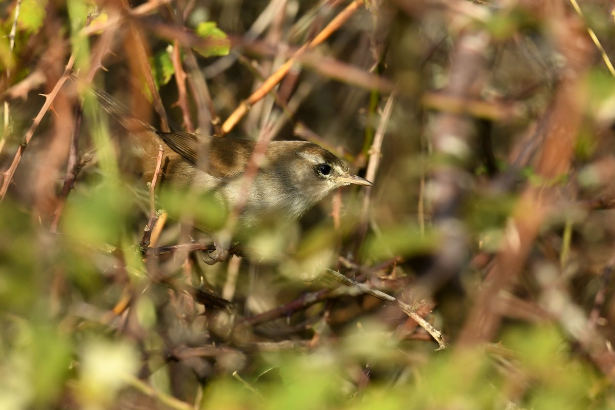 Cetti's Warbler - ML644319189