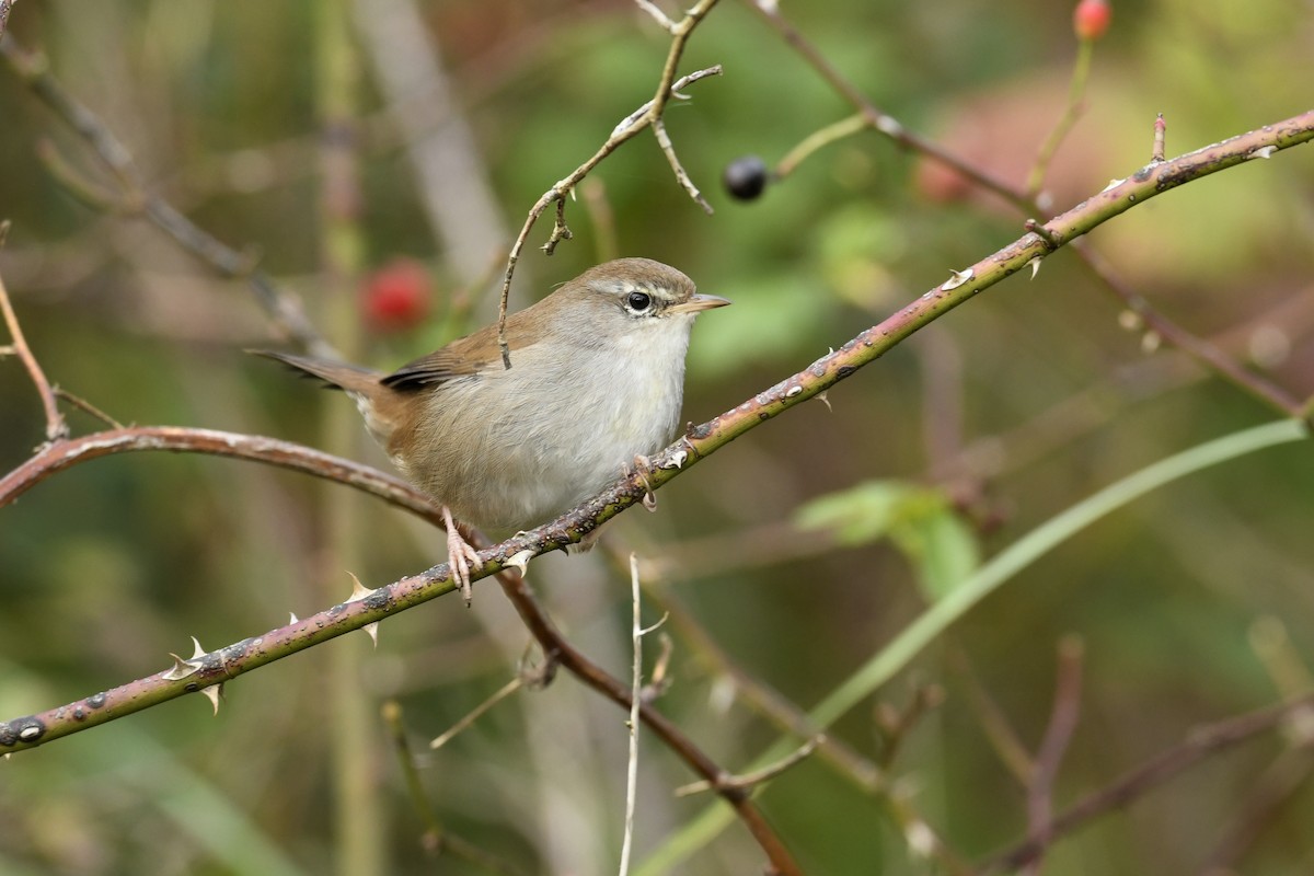 Cetti's Warbler - ML644319190